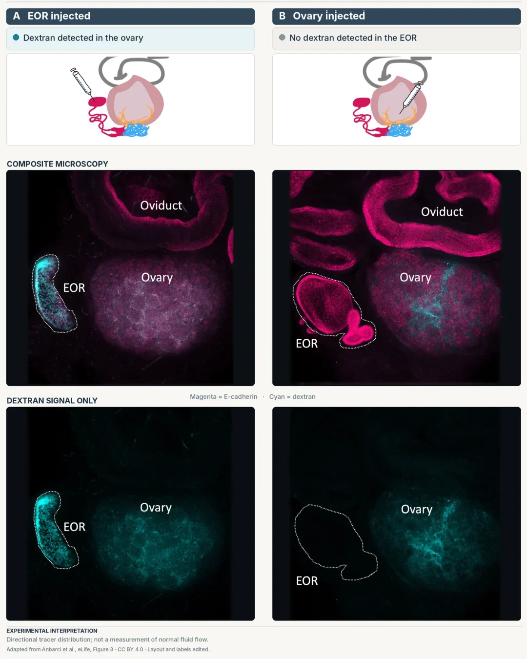 Two-panel experimental figure comparing fluorescent dextran injections into the extraovarian rete and ovary of postnatal day 7 mice. Confocal microscopy shows dextran detected in t
